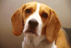 beagle photo portrait